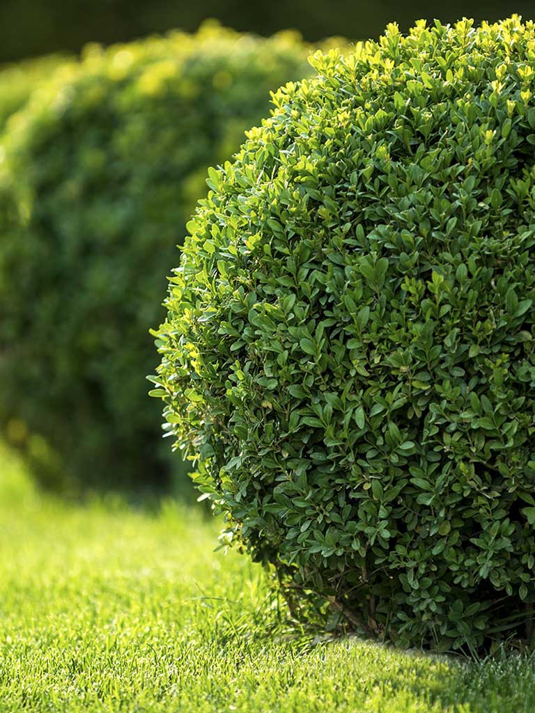 Lawn Care Landscaping And Tree Removal In Plano Allen And Mckinney